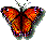 transform Bfly